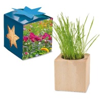 Pot cube bois Maxi en boite star-box - Mélange de fleurs d'été