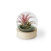 Mini terrarium globe avec socle en bois