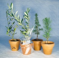 Plant d'arbre en pot personnalisé terre cuite - Prestige