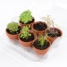 Miniature du produit Serre 6 pots plantes aromatiques bio 4