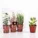 Miniature du produit 3 plantes personnalisables grasses en serre 0