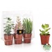 Miniature du produit 3 plantes personnalisables grasses en serre 1