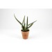Aloe vera en pot, Petite plante dépolluante publicitaire