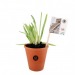 Miniature du produit Aloe vera personnalisable en pot 0