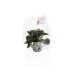 Miniature du produit Arrosoir en zinc avec mini plante fleurie 2