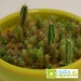 Graines cactus en sachet cadeau d’entreprise