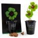 Kit de plantation black - Trèfle 4 feuilles cadeau d’entreprise