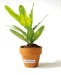 Miniature du produit Mini plante publicitaire dépolluante en pot terre cuite 1