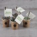 Plante grasse en pot gobelet carton cadeau d’entreprise